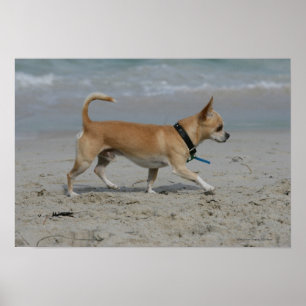 Póster Chihuahua en la playa
