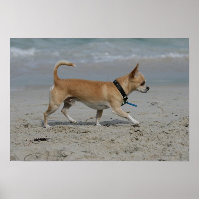 Póster Chihuahua en la playa (Frente)