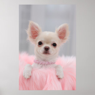 Póster Chihuahua En Rosa