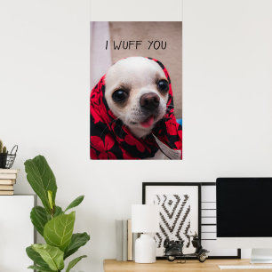 Póster Chihuahua lindo. Te gustaría que te encantaran San