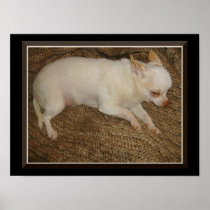 Póster Chihuahua Manteniendo Un Poster Ojo Abierto