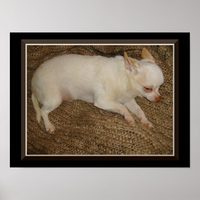 Póster Chihuahua Manteniendo Un Poster Ojo Abierto (Frente)