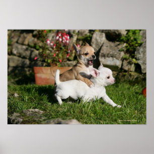 Póster Chihuahua Puppy Playing