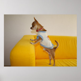 Póster Chihuahua Puppy Sobre Sofá Amarillo