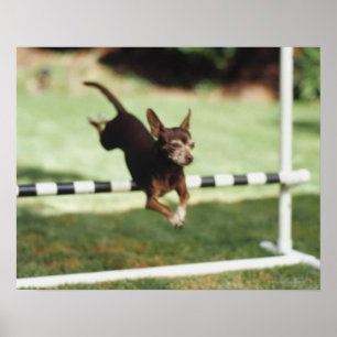 Póster Chihuahua saltando obstáculos