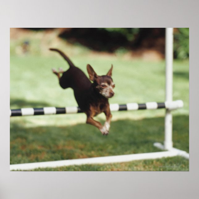 Póster Chihuahua saltando obstáculos (Frente)