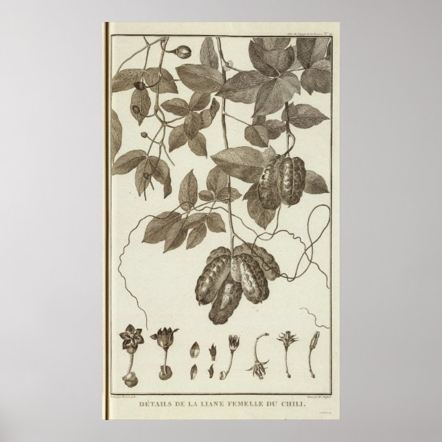 Póster Chile 3 (Frente)