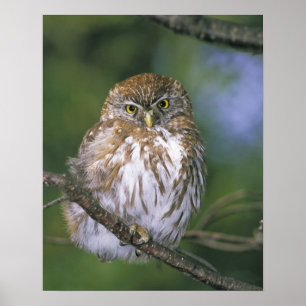 Póster Chile, Aysen. Juvenile Autral Pygmy Owl