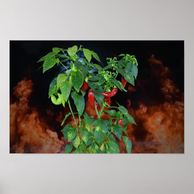 Póster Chili Fuego Picante. (Frente)