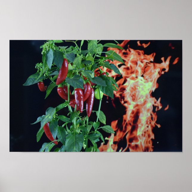 Póster Chili Fuego Picante. (Frente)