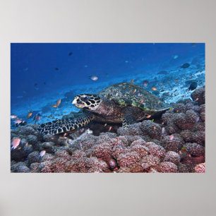 Póster Chill Hawksbill