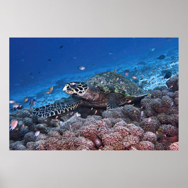 Póster Chill Hawksbill (Frente)