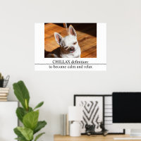 Chillax Chihuahua lengua relajada somnolienta Foto