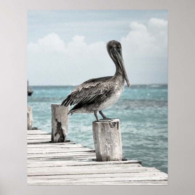 Póster CHILLING (diseño pelicano) ~ (Frente)