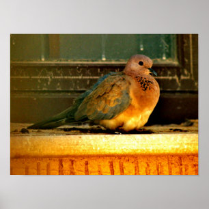 Póster Chilly Dove