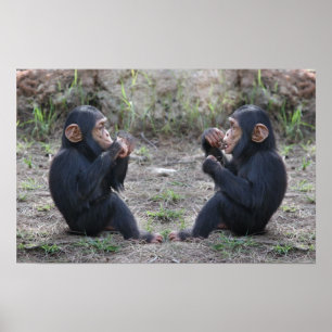 Póster Chimp Chimp