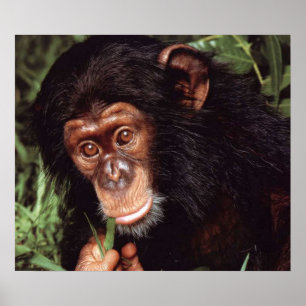 Póster Chimpancé
