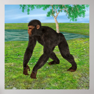 Póster Chimpancé