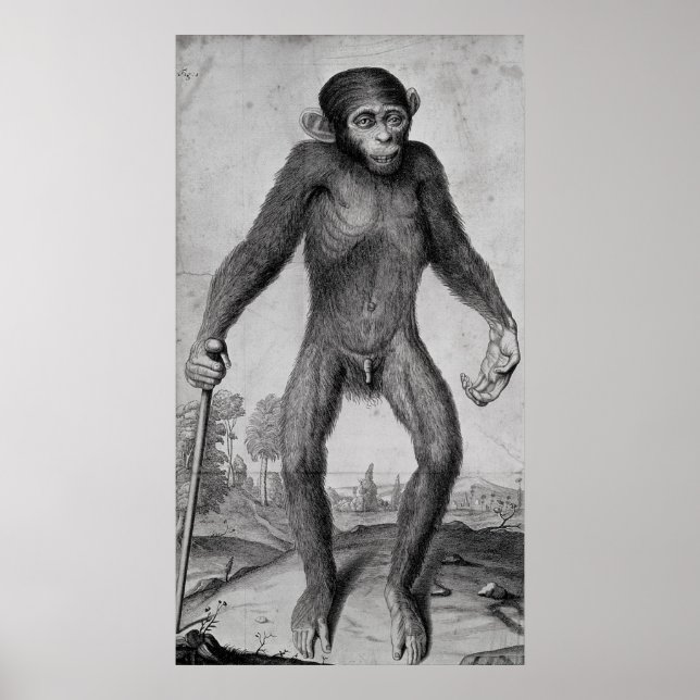 Póster Chimpancé, 1699 (Frente)