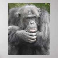 Chimpancé Contemplante