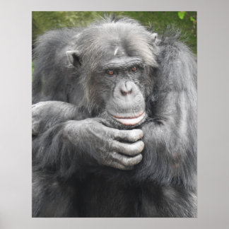 Póster Chimpancé Contemplante