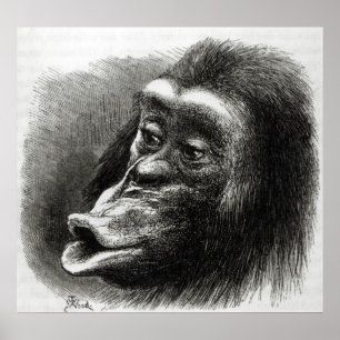 Póster Chimpancé decepcionado y Sulky