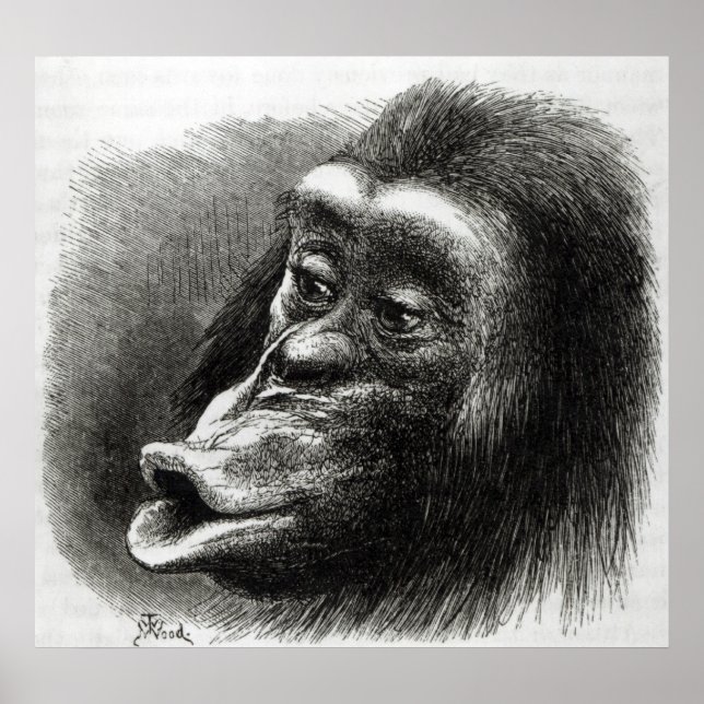 Póster Chimpancé decepcionado y Sulky (Frente)