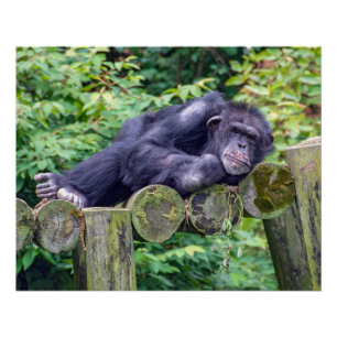 Póster Chimpancé durmiendo en una plataforma de tronco