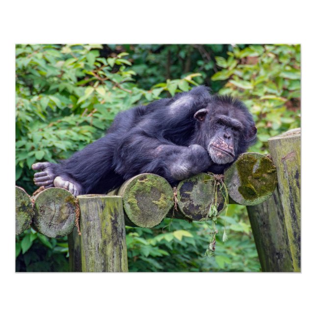 Póster Chimpancé durmiendo en una plataforma de tronco (Anverso)