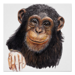 Póster Chimpancé encantador