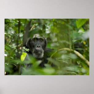 Póster Chimpancé oculto entre la vegetación