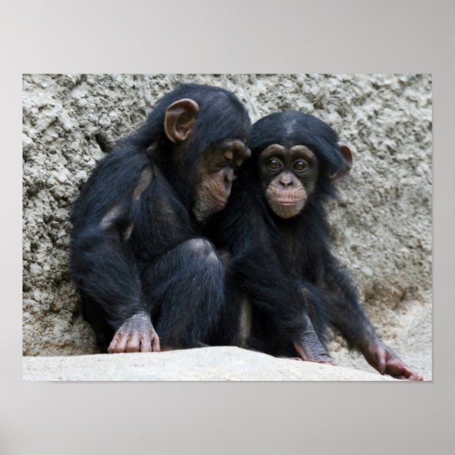 Póster Chimpanzee002 (Frente)