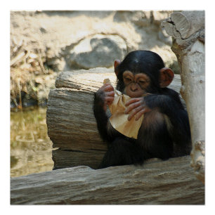 Póster Chimpanzee_2015_0101