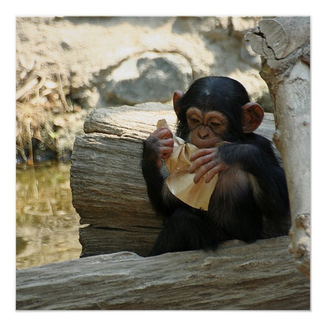 Póster Chimpanzee_2015_0101 (Anverso)
