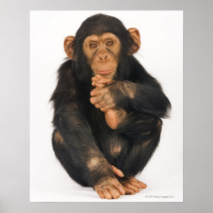 Póster Chimpanzee (Pan troglodytes)