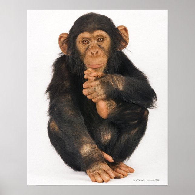 Póster Chimpanzee (Pan troglodytes) (Frente)