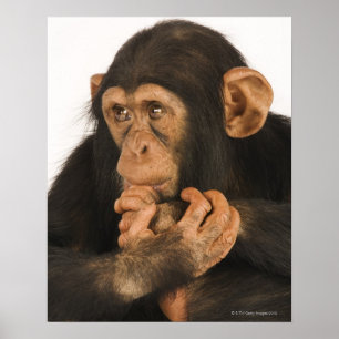 Póster Chimpanzee (Pan troglodytes). Young playfull 2