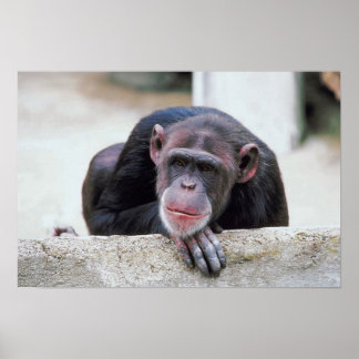 Póster Chimpanzee Poster