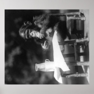 Póster Chimpanzee Seated at Table at National Zoo