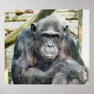 PÓSTER CHIMPANZEES