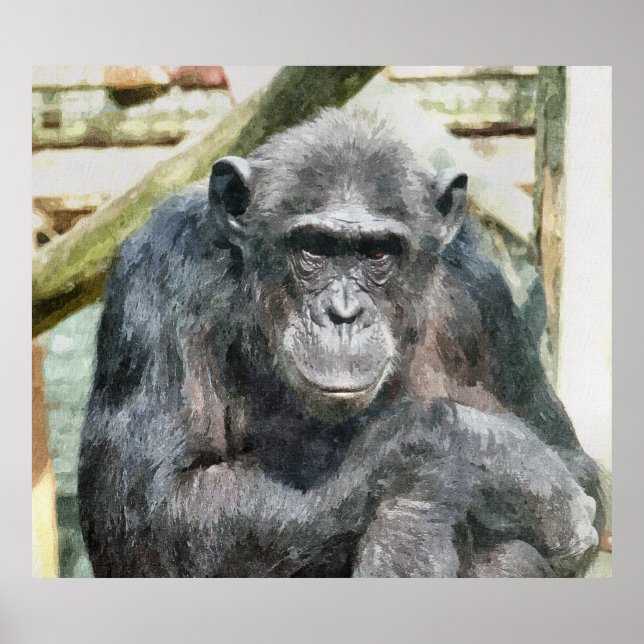 PÓSTER CHIMPANZEES (Frente)