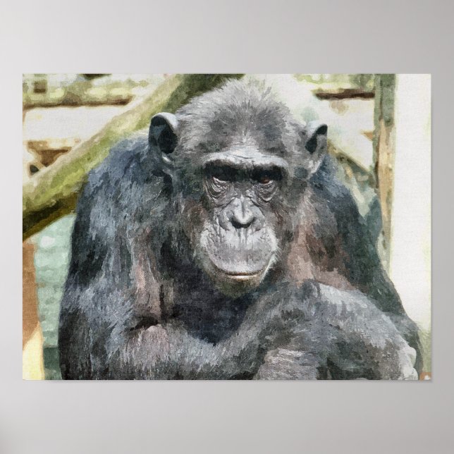 PÓSTER CHIMPANZEES (Frente)