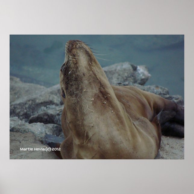 Póster Chin Up (Frente)