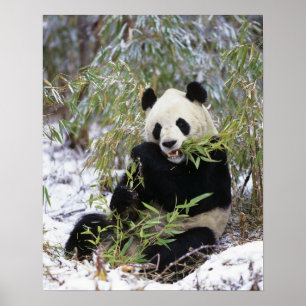Póster China, provincia de Sichuan. El panda gigante se a