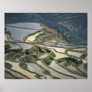 Póster China, provincia de Yunnan. Arrozales inundados de