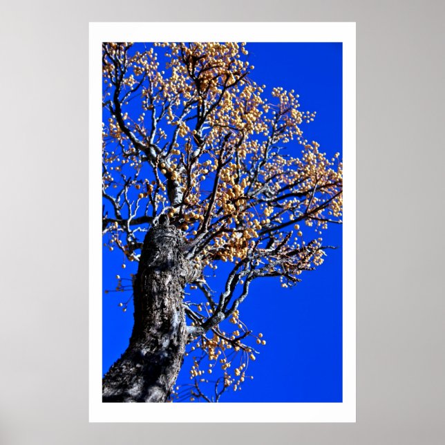 Póster Chinaberry Tree against Azure Sky (Frente)