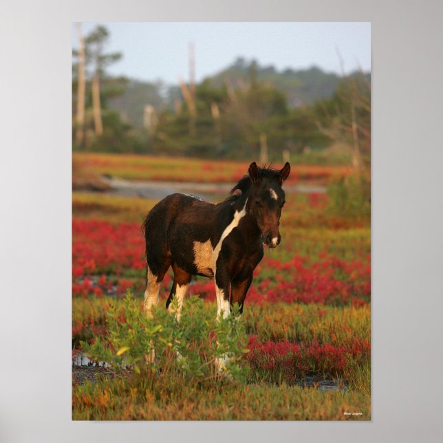 Póster Chincoteague Fotograma En Flores Rojas (Frente)