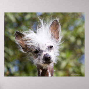 PÓSTER CHINESE CRESTED DOG (HAIRLESS)