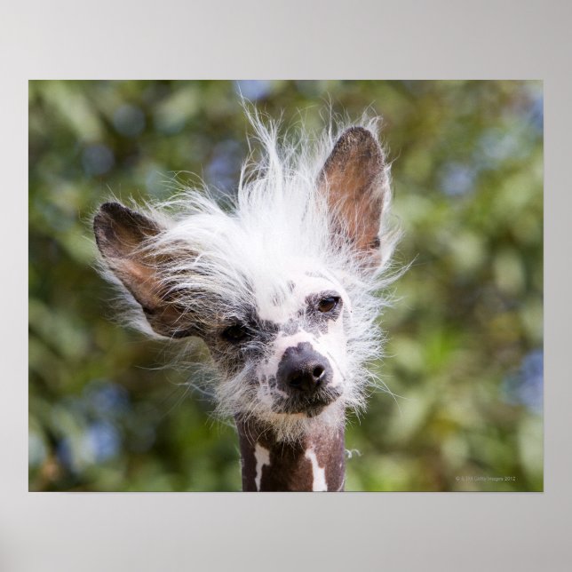PÓSTER CHINESE CRESTED DOG (HAIRLESS) (Frente)