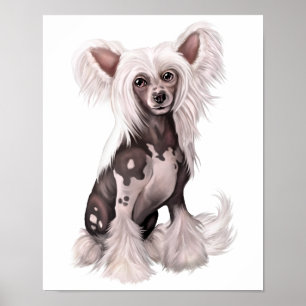 Póster Chinese Crested Hairless Sit
